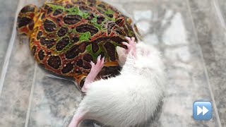 Screaming mouse enters the mouth of a pacman frog【WARNING LIVE FEEDING】！！ [upl. by Ymled957]