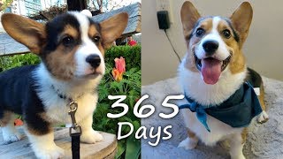 Puppyhood in 365 DAYS A CORGI PUPPY GROWS UP [upl. by Ria810]