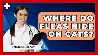 Where Do Fleas Hide On Cats  PetGuide360com [upl. by Netsuj]