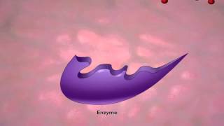 Enzyme Action and the Hydrolysis of Sucrose [upl. by Eirojam]