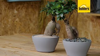 Taking Care of a Ginseng Ficus [upl. by Henka]