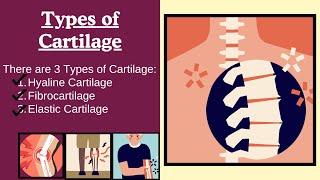 Cartilage Types Structure and Blood Supply Hyaline Elastic and Fibrocartilage  Novice Medic [upl. by Vedetta965]