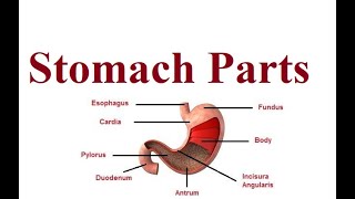 Stomach Parts  Digestive system anatomy  2024 [upl. by Phelia797]