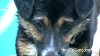 Funny Dog Video Lol Must Watch How This Dog Reacts To Water lol Dogs [upl. by Boj]