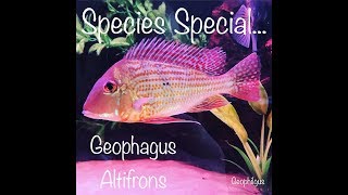 Geophagus Altifrons  Species Special [upl. by Ginsberg]