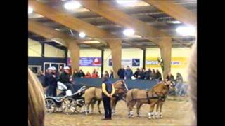 Boyd Exell Ermelo 2013 8 marathon vierspan pony [upl. by Nylarad]