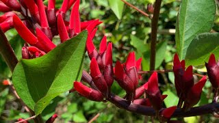 Erythrina x bidwillii Blakei Blake’s Erythrina  Must see November [upl. by Alur203]