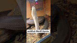 కొండచిలువ అనకొండ వేటాడే విధానం anakonda python killing prey Wildlife in USA telugu vlogs [upl. by Conchita]