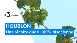 Houblon  lAlsace produit la quasitotalité de la récolte française [upl. by Imled]