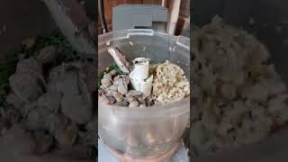 Turtles and Tortoises Food with high protein turtles tortoises [upl. by Ytsirc]