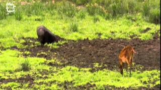 Marshbuck  Sitatunga Tragelaphus spekii [upl. by Poyssick]