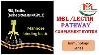 MBL pathway of complement systemComplement system in ImmunologyComplement system activation [upl. by Spatola585]