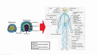 Embryonalentwicklung des Nervensystems [upl. by Inimod]