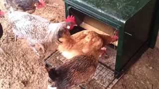 COMEDERO DE GALLINAS ANTIGORRIONES [upl. by Haniraz444]