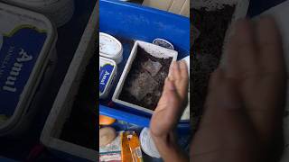 Grindal worm culture setup grindalwormculture livefood aquariumfish fishfood shortsviral short [upl. by Biddie796]