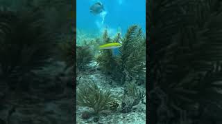 Parrot fish eat coral and poop sand Watch them building a beach [upl. by Siraved]