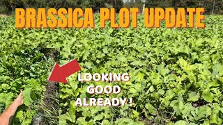 BRASSICA FOOD PLOT UPDATE [upl. by Ariad]