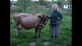 Milking a cow by hand [upl. by Erland]