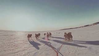 Riding a Dog Sleigh in the Arctic [upl. by Finkelstein]