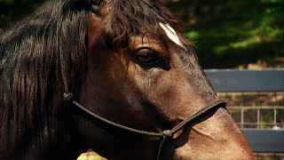 Americas Wild MustangUntamed Legacy PBS Documentary [upl. by Enailil]