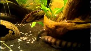 Gymnotus Coatesi Knifefish [upl. by Teemus]