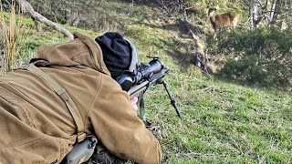 Deer Hunting Australia With A 338 LAPUA  Desert Tech SRS [upl. by Vincelette]