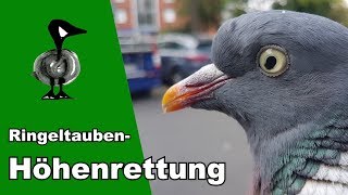 RingeltaubenHöhenrettung  Tiernotruf 209 [upl. by Anaitsirhc]