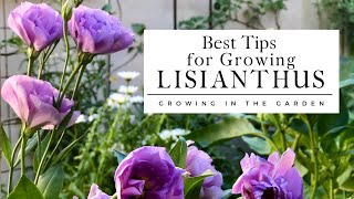 HOW to PLANT and GROW LISIANTHUS plus TIPS for growing lisianthus in HOT CLIMATES [upl. by Giesser547]