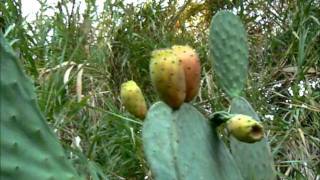 Plantas úteis  Opuntia ficus indica Figueiradaíndia [upl. by Milewski]