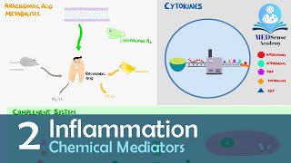 Chemical Mediators of Inflammation [upl. by Rolando]