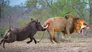 Tragic Ending When Lion Dared To Attack Baby Warthog Mother Warthog Attack The Lion Mercilessly [upl. by Eidassac372]