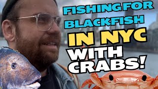 FISHING FOR BLACKFISH  TAUTOG IN NEW YORK CITY [upl. by Elkraps]