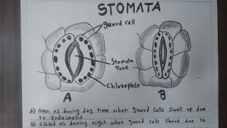 Stomata Diagram  How To Draw Stomata Drawing  Easy Science Drawing [upl. by Etnovahs]