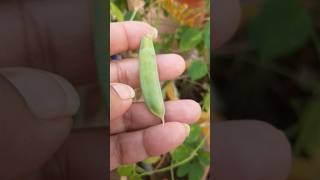 How to collect aprajita plant seedshorts plants gardening viral [upl. by Ilatfan504]