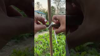 Fixing process of nylon ties for vegetable patch bamboo frame [upl. by Kcira]