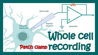 Wholecell patch clamp recording  How does Wholecell voltage clamp work  application [upl. by Kristos]