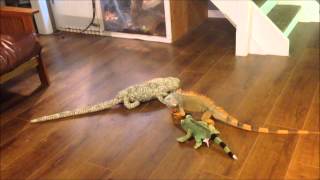 iguana vs toy [upl. by Arleta]