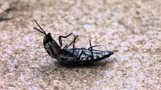 Click Beetle video [upl. by Asirrak929]