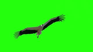 Bird Green Screen  Stork gliding in the sky [upl. by Sender]