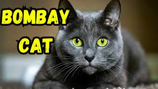 Bombay Cat Pros And Cons  The Good And The Bad [upl. by Eyma]