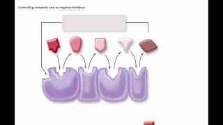 Factors that effect enzymes negative feedback [upl. by Blumenthal189]