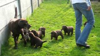 chiots labrador chocolat  lab puppies [upl. by Aimek534]