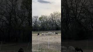 Coyote pack in the tree line near our sheep Our Anatolian Shepherd isn’t worried [upl. by Otaner]