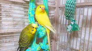 Help Lonely Budgies to Chirp Nature Parakeets Bird Sound 12 Hr [upl. by Eckart]