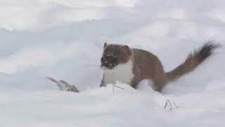 Stoat  One Of The Most Endangered Animals In The Wild [upl. by Cloe840]