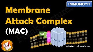 Membrane Attack Complex  Terminal Steps of Complement Pathways Part V FLImmuno17 [upl. by Virnelli]