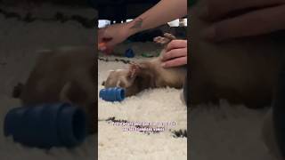 Retour dans la cachette secrète 🥰🫶🏻 furet furets ferret ferrets funnyvideos funnyshorts [upl. by Akiria]