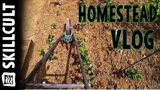 HOMESTEAD VLOG Mid June Garden Work Trapping Gophers New Apple Seedlings [upl. by Hayalat306]