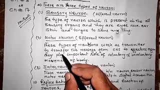 Types of neurons  Sensory neurons  Motor neurons Biology Chapter 17 Sindh text in sindhi [upl. by Daven]