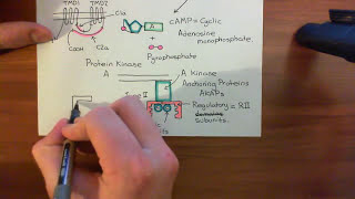 Gastric Acid Secretion Part 6 [upl. by Seys]